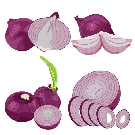 Whole Half And Sliced Red Onions Isolated On White Background Vector