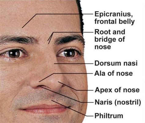 Anatomy Of Face Nose