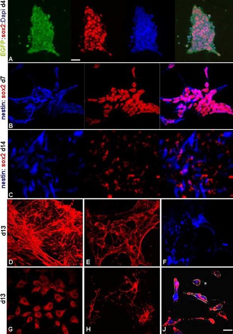 The Neural Differentiation And Immuno Cytochemical Characterization