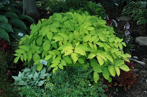 Sun King Japanese Spikenard (Aralia cordata 'Sun King') in Naperville ...