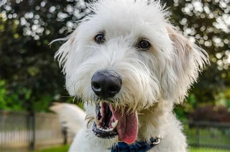 The Ultimate Guide To Straight Hair Labradoodles