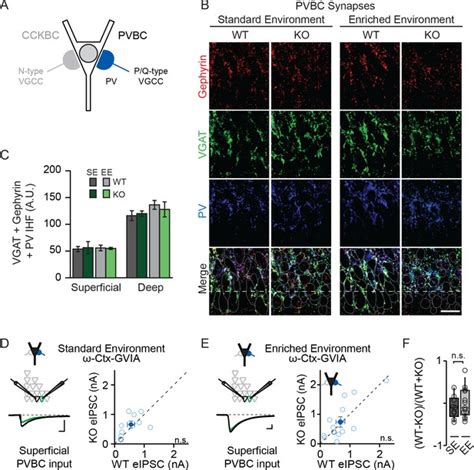 Figures And Data In Npas4 Recruits Cck Basket Cell Synapses And