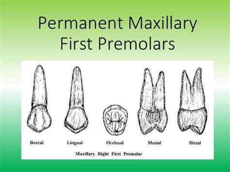 Premolars