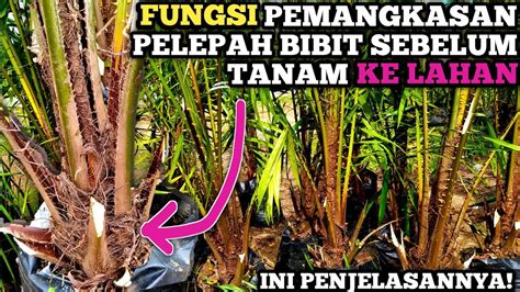 Fungsi Pemangkasan Pelepah Bibit Sawit Sebelum Tanam Youtube