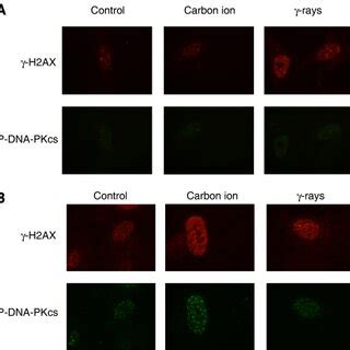 A Representative Images Of H Ax Foci And Phosphorylated Dna Pkcs