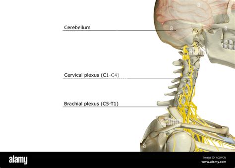 La Inervaci N De La Cabeza Y Cuello Fotograf A De Stock Alamy