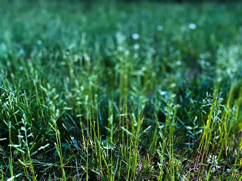 When To Plant Grass Seed In Ky Storables