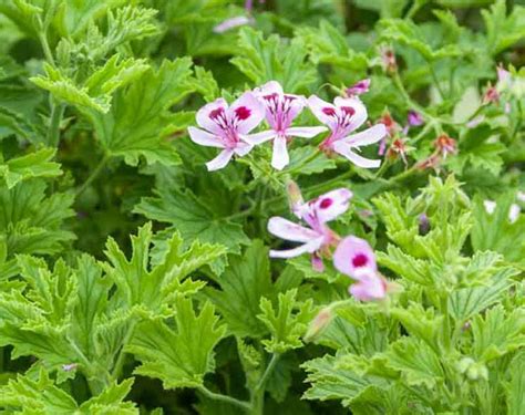 Géranium Odorant Plante Anti Moustique Semence Canada