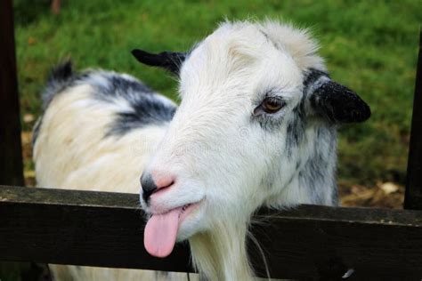 109 Goat Sticking Tongue Out Stock Photos Free And Royalty Free Stock