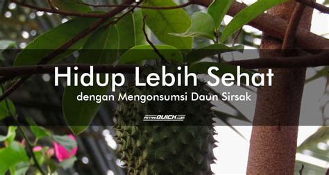 Hidup Lebih Sehat dengan Mengonsumsi Daun Sirsak | Petani Quick