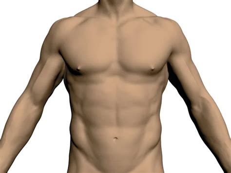 Torso Masculino Desnudo Vista Frontal Sin Cabeza Ni Piernas Cuerpo