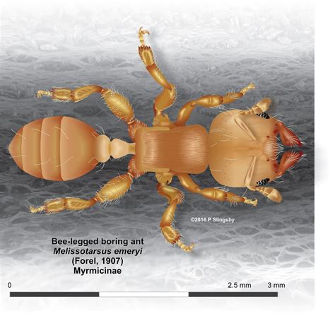 - Ants of Southern Africa -: Melissotarsus species: Bee-legged ants