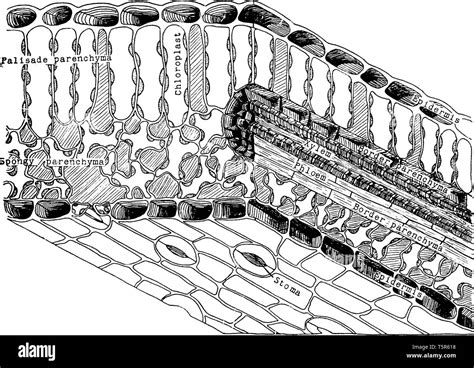 Diagram to show the architecture of a typical leaf in the region of one ...