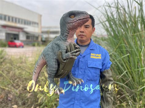 Baby Raptor Realistic Puppet For Sale Only Dinosaurs