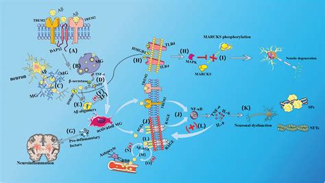 BIOCELL Free Full Text Exploring The Vital Role Of Microglial