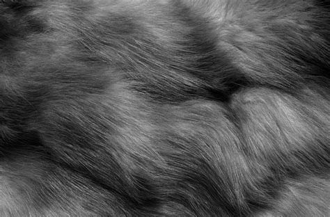 Black Fur Wallpapers on WallpaperDog