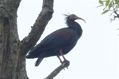 Northern Bald Ibis By Mike Howes Birdguides