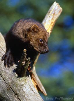 The Facts on Fishers - Hobby Farms