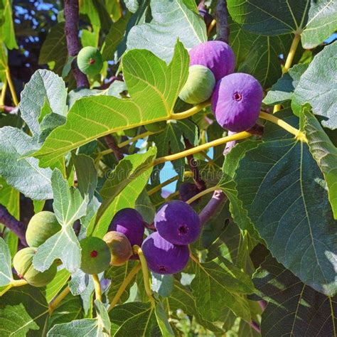 Ramas De Una Higuera Con Hojas Y Frutos En Diversas Etapas De