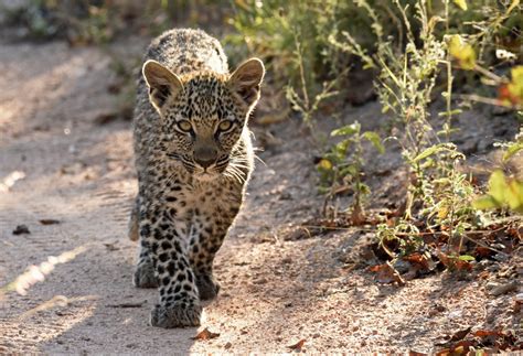 African Leopard Cubs