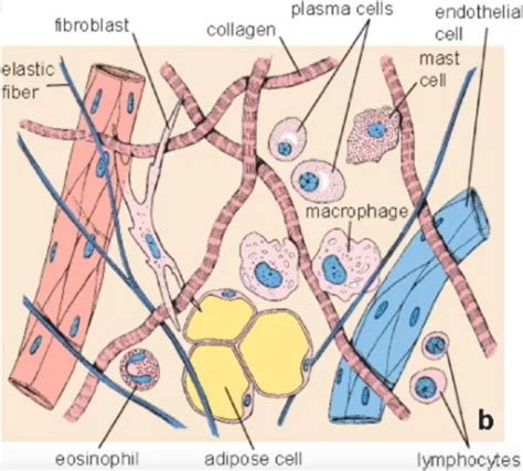 Connective Tissue Summary Part 1 Flashcards Quizlet