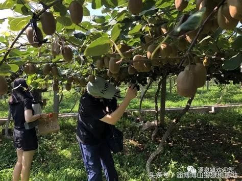 「官方」山東博山（源泉）第六屆獼猴桃旅遊文化採摘節來啦！ 每日頭條