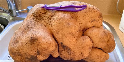 It Turns Out The Worlds Largest Potato Is Actually A Gourd Guinness