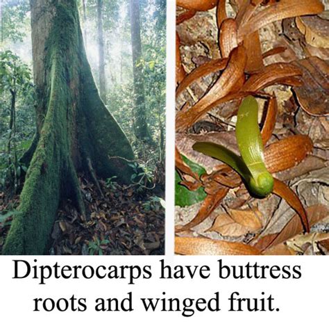 Names Of Rainforest Trees