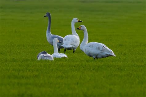 Bewicks Swan By Andy Thompson Birdguides