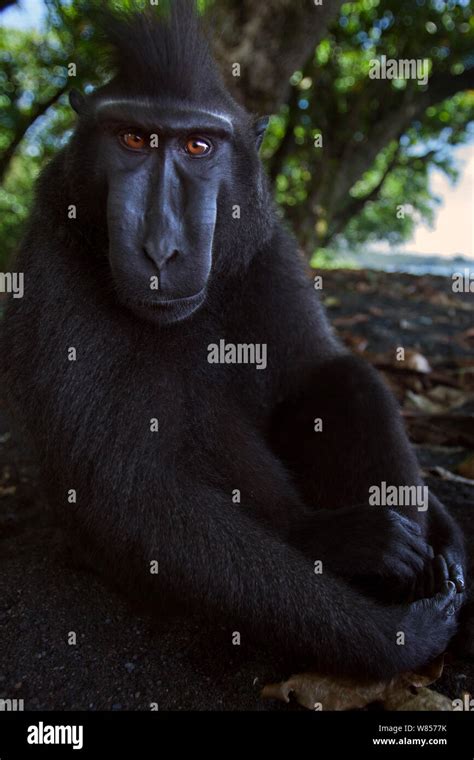 Celebes Black Crested Macaque Macaca Nigra Sub Adult Male Sitting