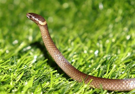 Snakes Of Brisbane And South East Queensland Identification