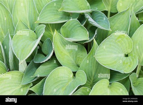 hosta, fragrant plantain lily, hostas, hosta plantaginea Stock Photo ...