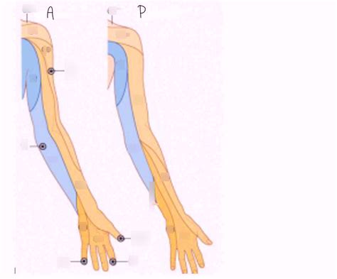 Dermatomes Part 1 UL Diagram | Quizlet