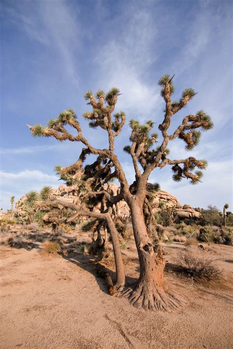 Fotos gratis paisaje árbol naturaleza planta Desierto flor