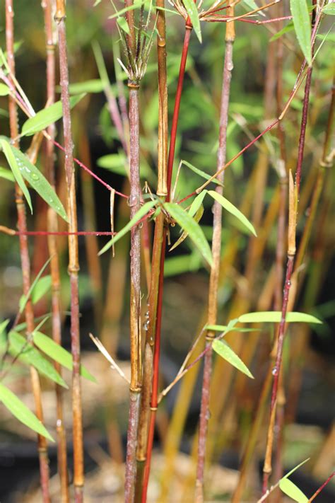 Fargesia Sp Jiuzhaigou I Red Dragon Bamboo Garden