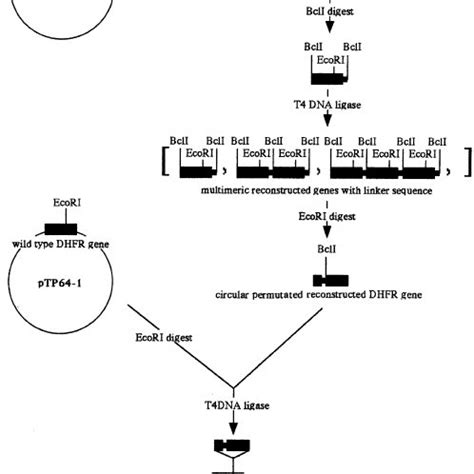 Schematic Representation Of The Construction Scheme Of Tethered Dhfr