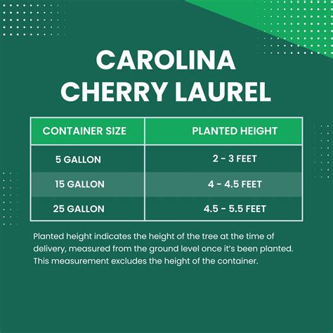 Carolina Cherry Laurel Column | Plants Express