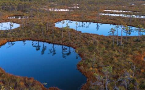 Premium Photo | Aerial photos of northern marshes with lakes and low ...