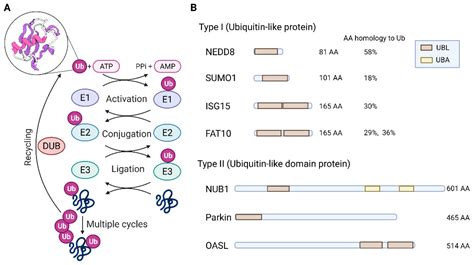 IJMS Free Full Text Ubiquitin And Ubiquitin Like Proteins In Cancer