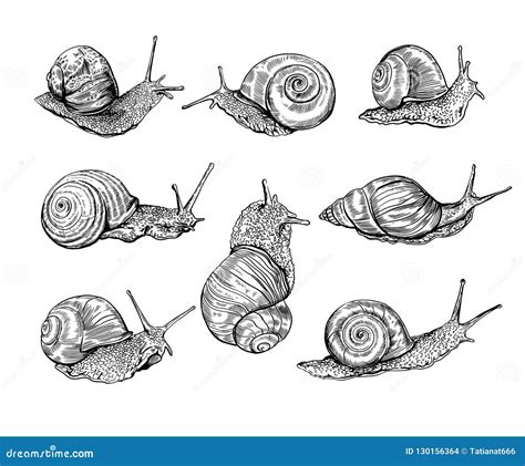 Top more than 126 realistic snail drawing latest - vietkidsiq.edu.vn