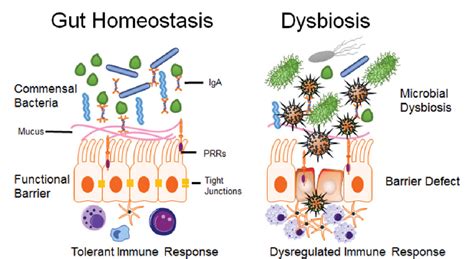 Figure 1 From Gut Homeostasis Microbial Dysbiosis And Opioids Semantic Scholar