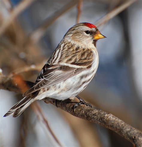 suzanne britton nature photography common redpoll