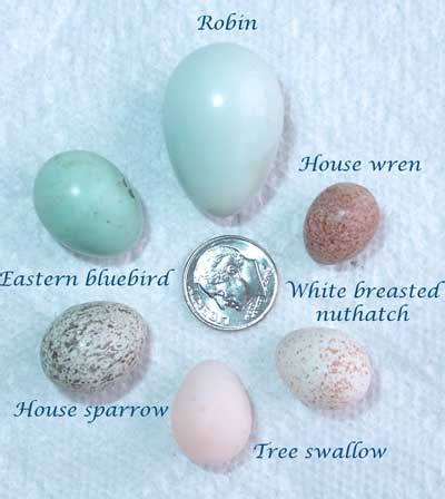 Sparrow Eggs Identification