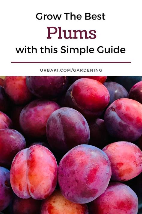 Grow The Best Plums With This Simple Guide