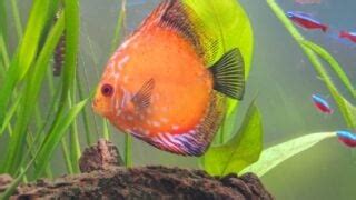 The Best (And Worst) Discus Fish Tank Mates - Avid Aquarist