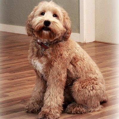 Labradoodle Grooming Guide | Spring Creek Labradoodles