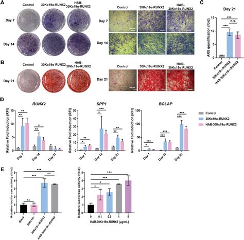 In Vitro Osteogenic Differentiation Of Hab Kc Runx Treated Hmscs