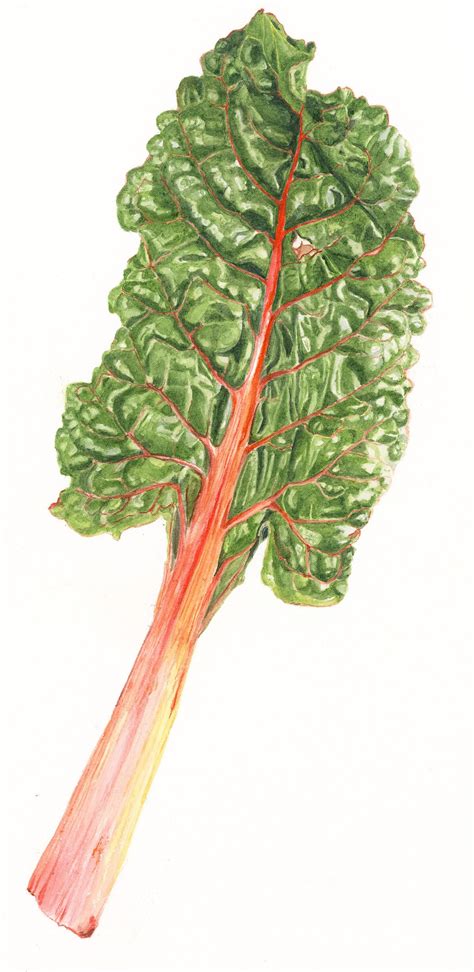 Swiss Chard Leaf Watercolor Print - Etsy