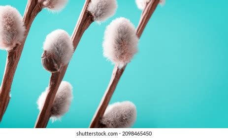 Pussy Willow Branches Wallpaper
