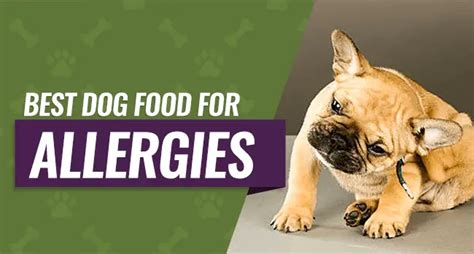 Best Hypoallergenic Dog Food Guide - Top 5 Reviews